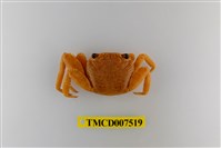 藏品(白紋方蟹)的圖片